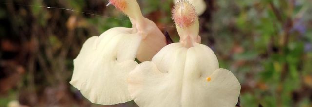 des fleurs de ...