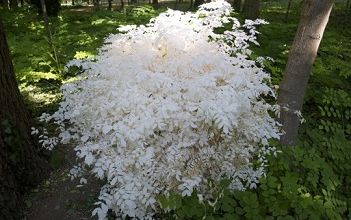 Des plantes albinos ... 