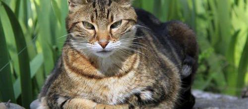 Chat perdu retrouvé un an plus tard au même endroit !
