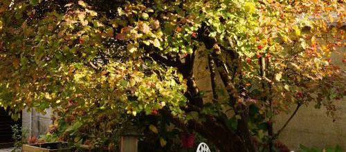 Couleurs automnales