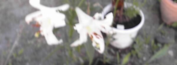 quelques fleurs du jardin