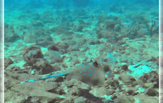 La fuite de la Raie pastenague à taches bleues, Bluespotted ribbontail ray (Taeniura lymma) - Spot Betalinjona - Nosy Tsarabanjina - Archipel Mitsio - Madagascar