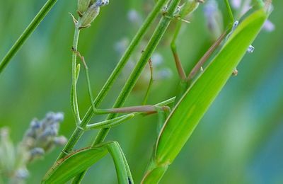 La Mante religieuse verte
