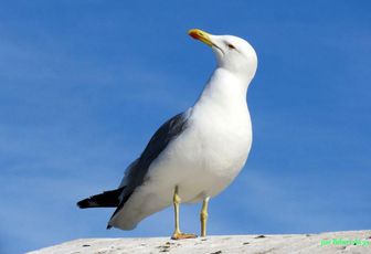 un goéland pensif ?