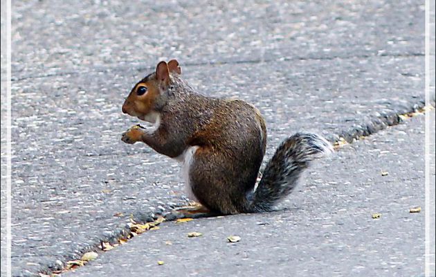 Écureuil gris "des villes", Grey squirrel (Sciurus carolinensis) - Québec - Canada