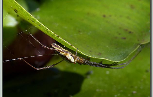 Araignée Tétragnathe étirée (Tetragnatha extensa) avec animation GIF - Lartigau - Milhas - 31