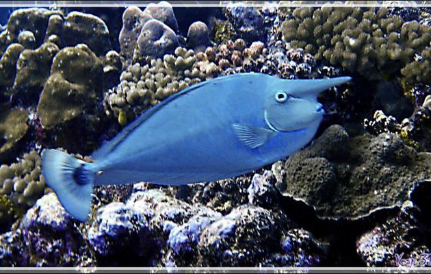 Nason pointillé ou Nasique, Spotted unicornfish or Long-nose unicornfish (Naso brevirostris) - Passe Tumakohua - Fakarava sud - Tuamotu - Polynésie française