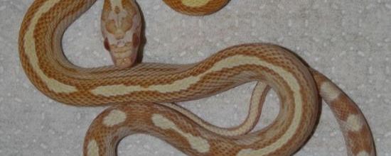 Butter motley stripe