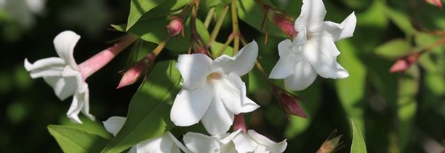 Arbustes fleuris de juillet au jardin