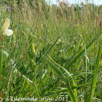 Vicia lutea  -  vesce jaune