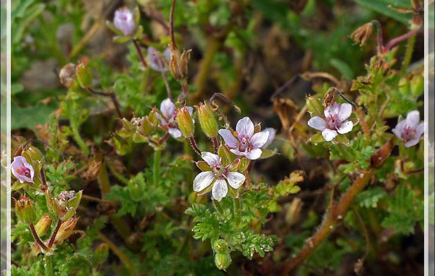 Géranium Bec-de-grue des dunes (Erodium cicutarium subsp. dunense) - La Couarde-sur-Mer - Ile de Ré - 17