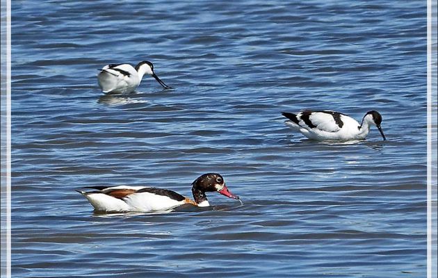 Avocette élégante, Pied Avocet (Recurvirostra avosetta) - La Couarde-sur-Mer - Ile de Ré - 17