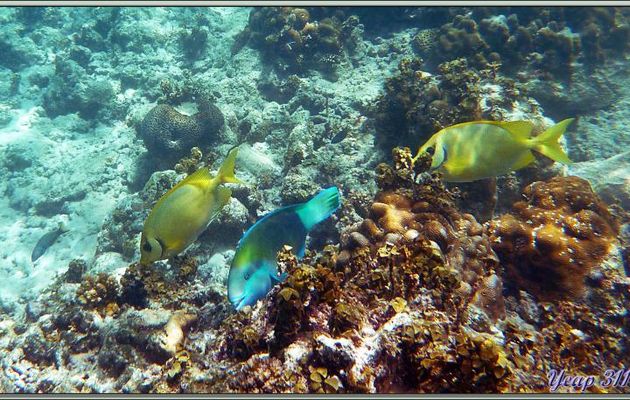 Poissons-lapins tachetés ou Picots corail (Siganus corallinus) en compagnie d'un poisson-perroquet - Anse Takamaka - Mahé - Seychelles