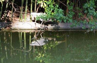 La photo du weekend : Parc Montsouris : cache-cache