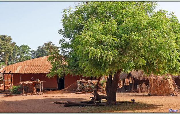 Après l'huile de palme, tour dans le village et on découvre une autre ressource locale, les anacardiers et leurs noix de cajou - Ampincha - Ile Carache - Bijagos - Guinée Bissau