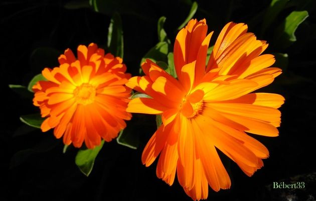 fleurs sur fond noir