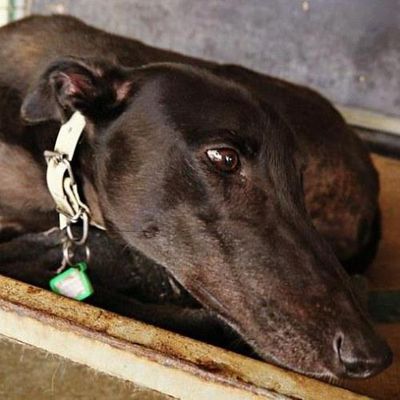 Au nom des greyhounds, une injustice pour le coup sans nom en France ........