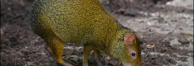 La Ménagerie, Zoo du Jardin des Plantes :  L'Agouti à dos noir 