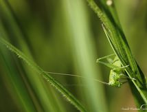 Sauterelle de la famille des Tettigoniidae ♂ immature