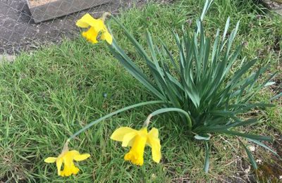 LE PRINTEMPS ARRIVE OUI