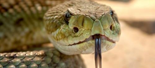 La langue du serpent...