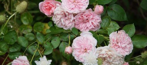 Top 5 de mes roses de l'été 2021