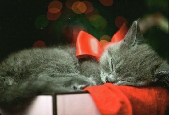 LES CHATS EN POESIE : Dors