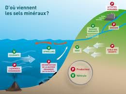 Les sel minéraux et le corps humain.