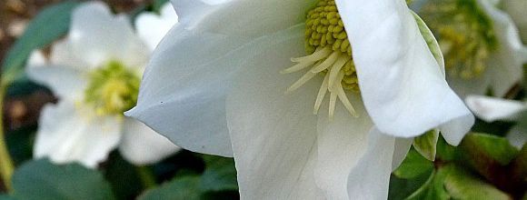 Fleurs normandes
