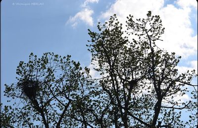 Rambouillet : Auprès de mon arbre