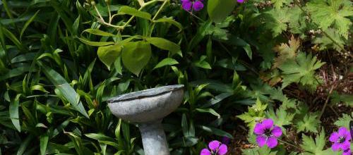 Un instant au jardin : Géranium 'Patricia'
