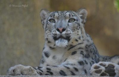 La Ménagerie du Jardin des Plantes : Karu et sa nouvelle compagne