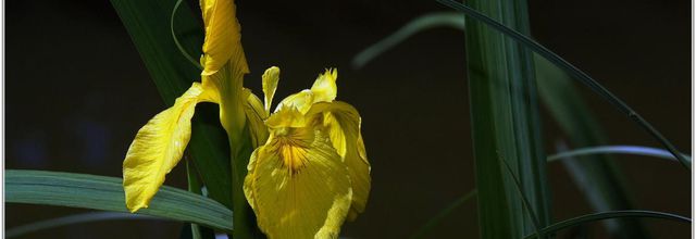 Iris des Marais (1) - Iris pseudacorus