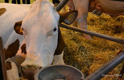 Salon International de l'Agriculture :  La Montbéliarde et la Prim'Holstein