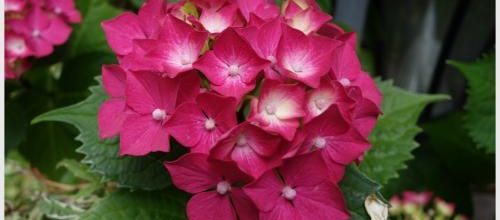 Floraisons balbutiantes...