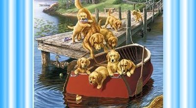 Labrador champion du plongeon !