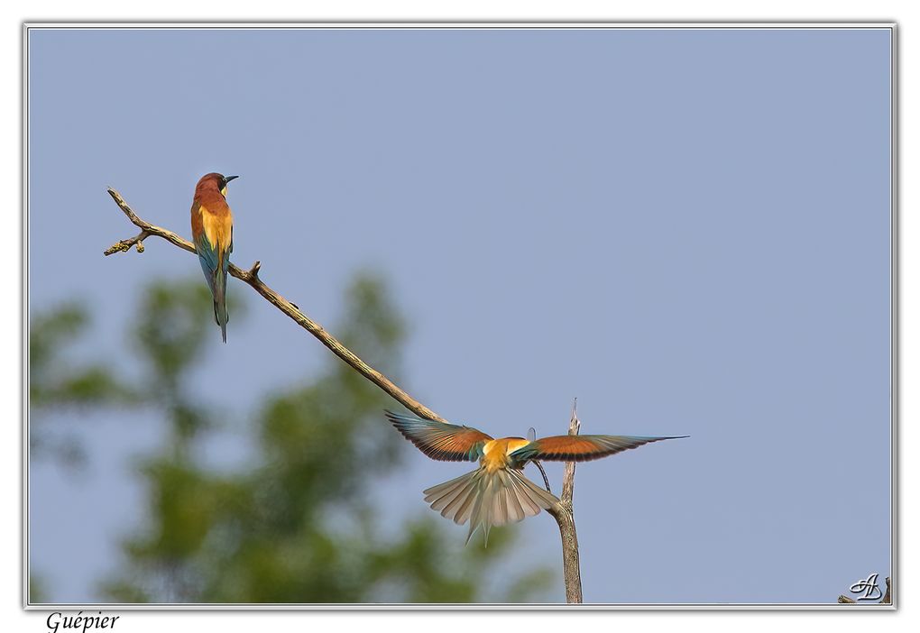 04 - Oiseaux