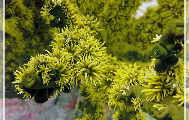 Corail-soleil noir et ses polypes dans toute leur splendeur, Tubastrée verte, Tubastrée arborescente, Branching black sun coral (Tubastraea micranthus) - Beangovo - Tsarabanjina - Mitsio, Madagascar