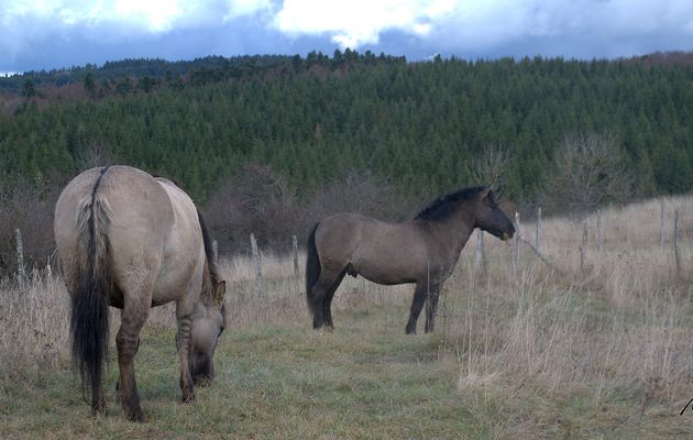 Les tarpans -1