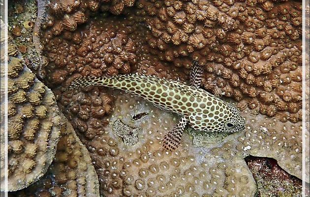 Mérou gâteau de cire, Loche rayon de miel, Honeycomb grouper (Epinephelus merra) - Les Tétons - Nosy Tsarabanjina - Nosy Mitsio - Madagascar