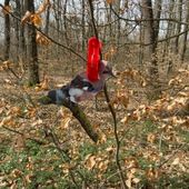 La course aux oiseaux
