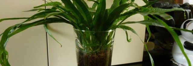 Mes plantes fleuries et mes noyaux et pépins