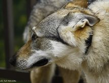 Chien-loup tchécoslovaque