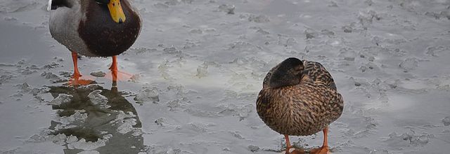 "Il fait un froid de canard" 