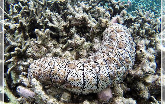 Snorkeling : Holothurie rayée, Holothurie tiretée, Striated sea cucumber, Blackspotted sea cucumber (Pearsonothuria graeffei) - Moofushi - Atoll d'Ari - Maldives
