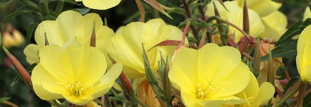 Jaunes sauvages au jardin : l'Onagre et le Séneçon Jacobée