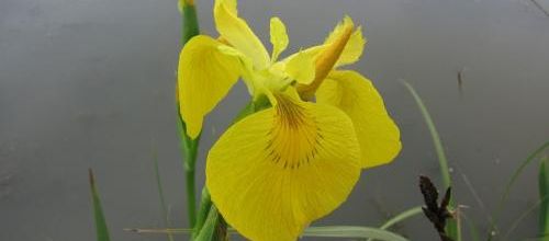 ... Iris d'eau...
