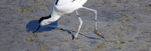 Avocette élégante 