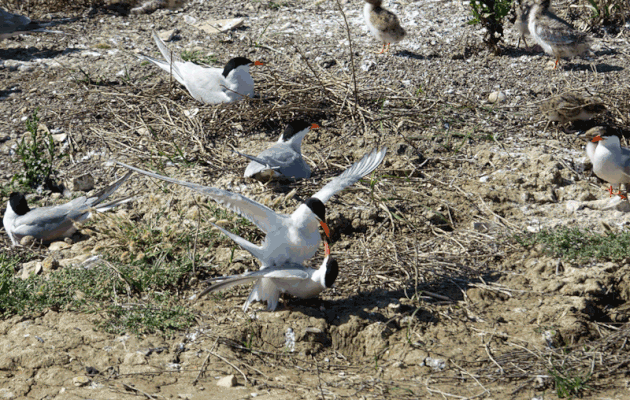 Animation .gif : Accouplement de Sternes pierregarins ou Estorlets (Sterna hirundo) - La Couarde-sur-Mer - Île de Ré - 17