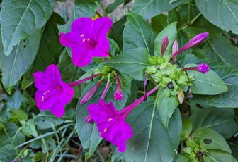 photos plaisir dans le jardin
